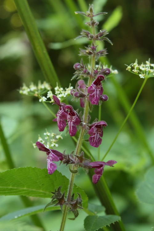 Image of Stachys sylvatica specimen.