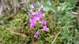 Oxytropis coerulea. Соцветие. Республика Бурятия, Прибайкальский р-н, окр. с. Старое Татаурово, обочина дороги у подножия сопки. 25.06.2013.