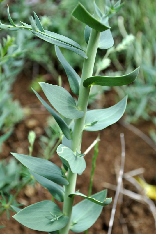 Изображение особи Linaria grandiflora.