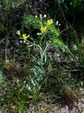 Haplophyllum versicolor