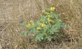 Solanum cornutum