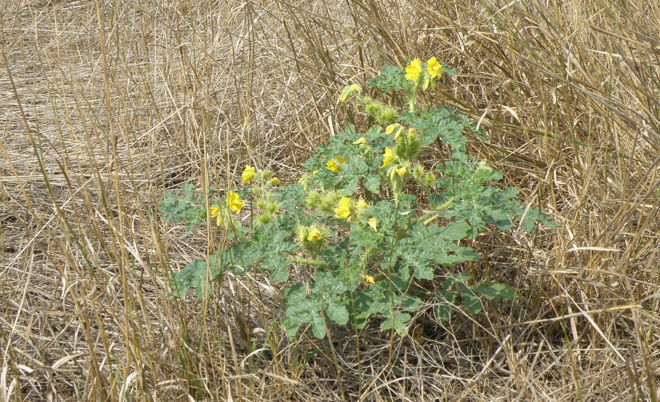 Image of Solanum cornutum specimen.