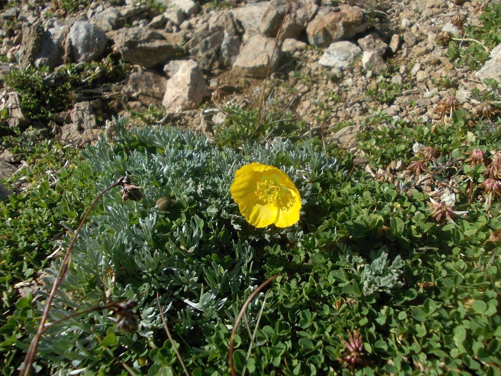 Image of Papaver degenii specimen.