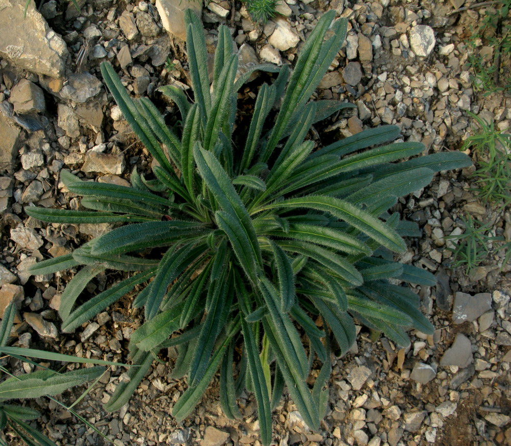 Image of Onosma gmelinii specimen.