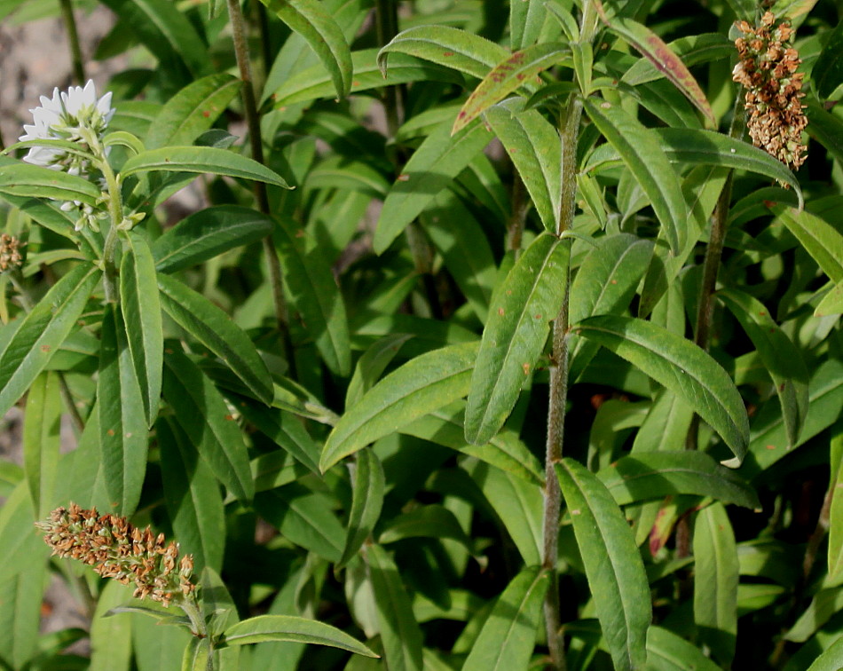 Image of Lysimachia barystachys specimen.