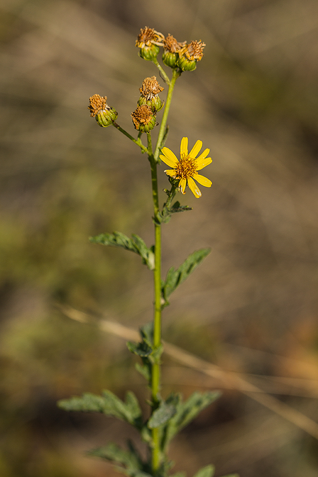 Image of Senecio grandidentatus specimen.