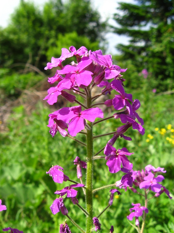 Image of Hesperis sibirica specimen.