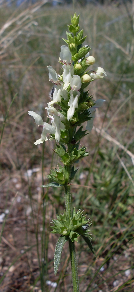 Изображение особи Stachys recta.