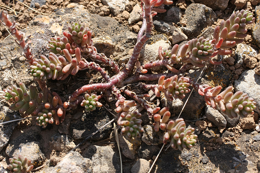 Изображение особи Sedum alberti.