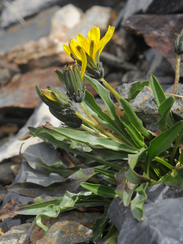 Изображение особи Taraxacum pseudoatratum.