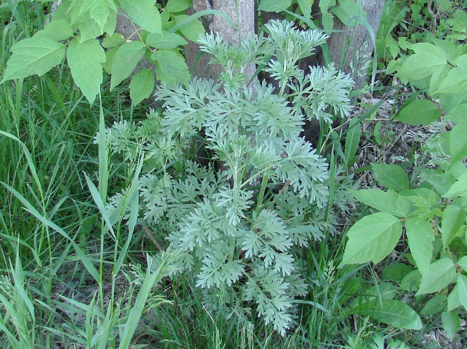 Изображение особи Artemisia absinthium.