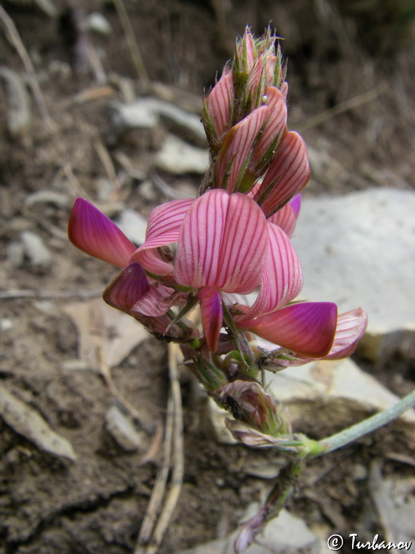 Image of Onobrychis jailae specimen.