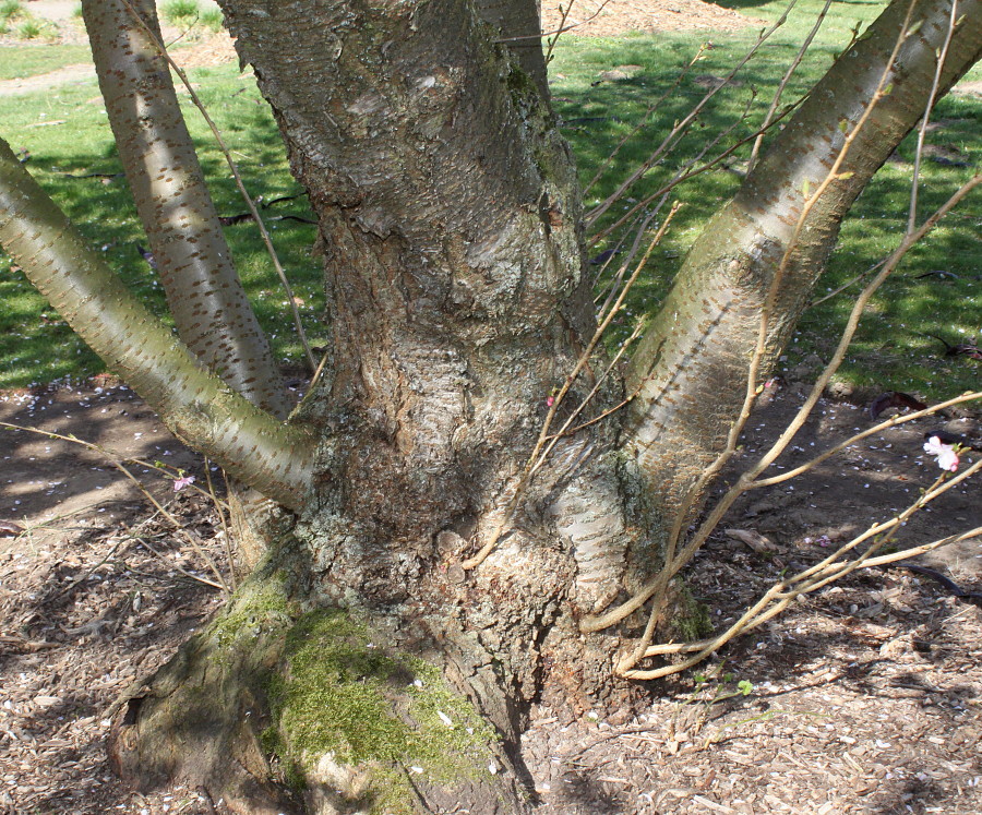 Изображение особи Cerasus sachalinensis.