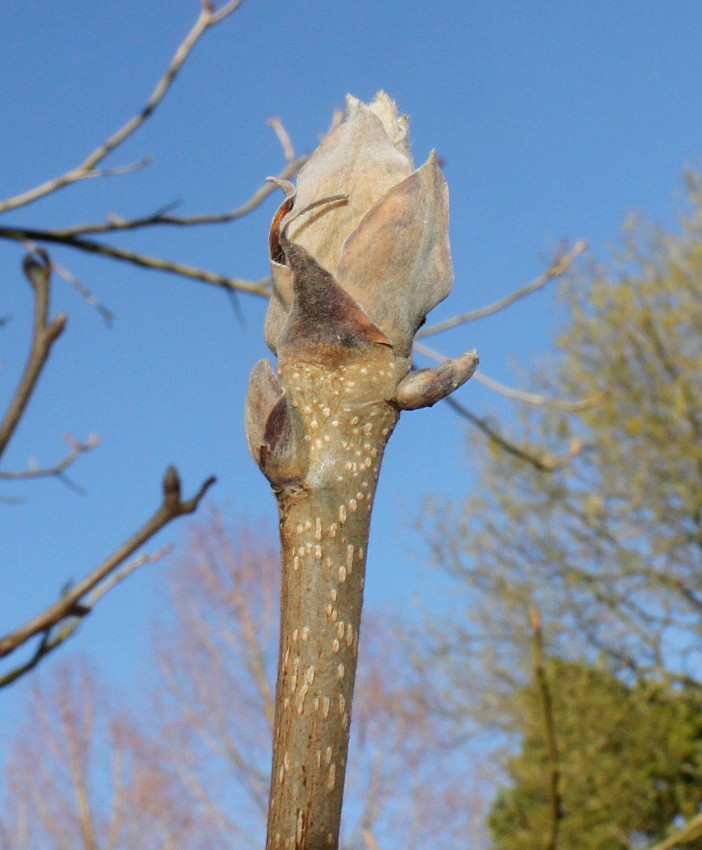 Image of Carya tomentosa specimen.