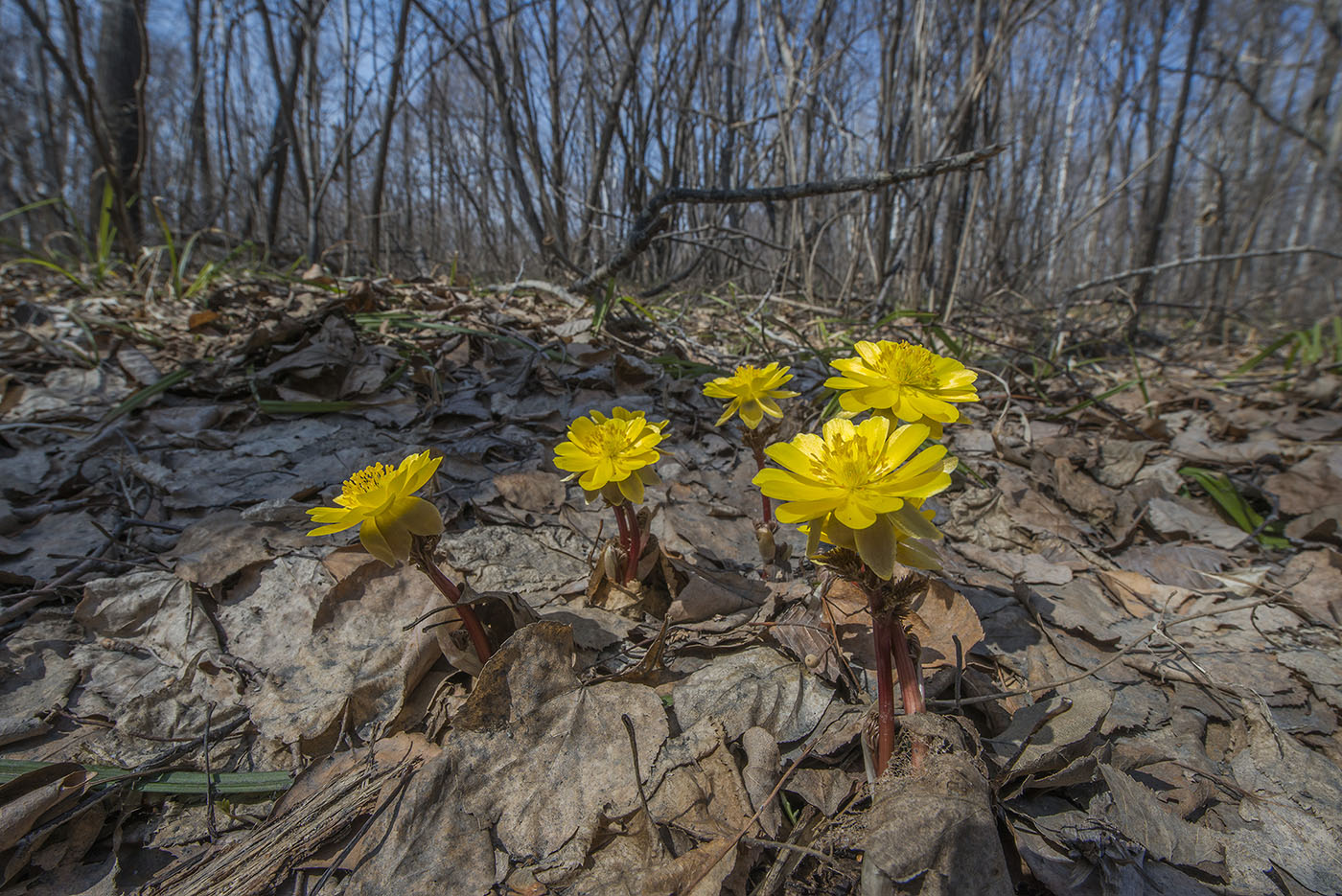 Image of Adonis amurensis specimen.