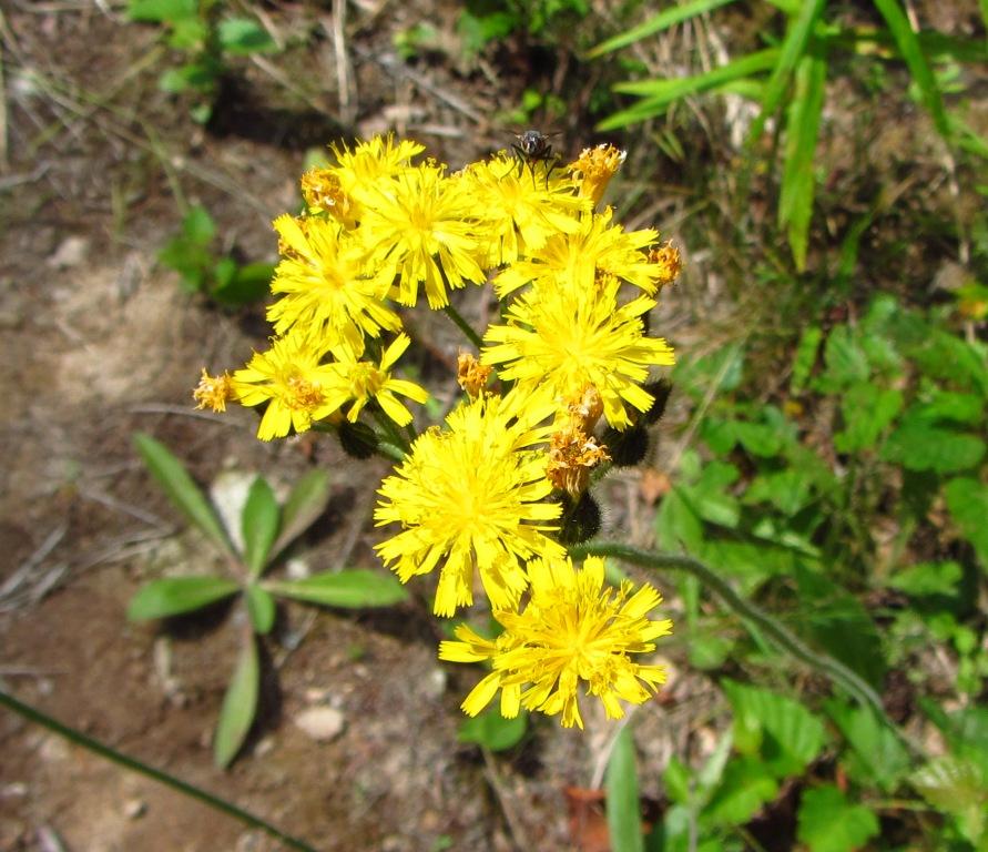 Image of genus Pilosella specimen.