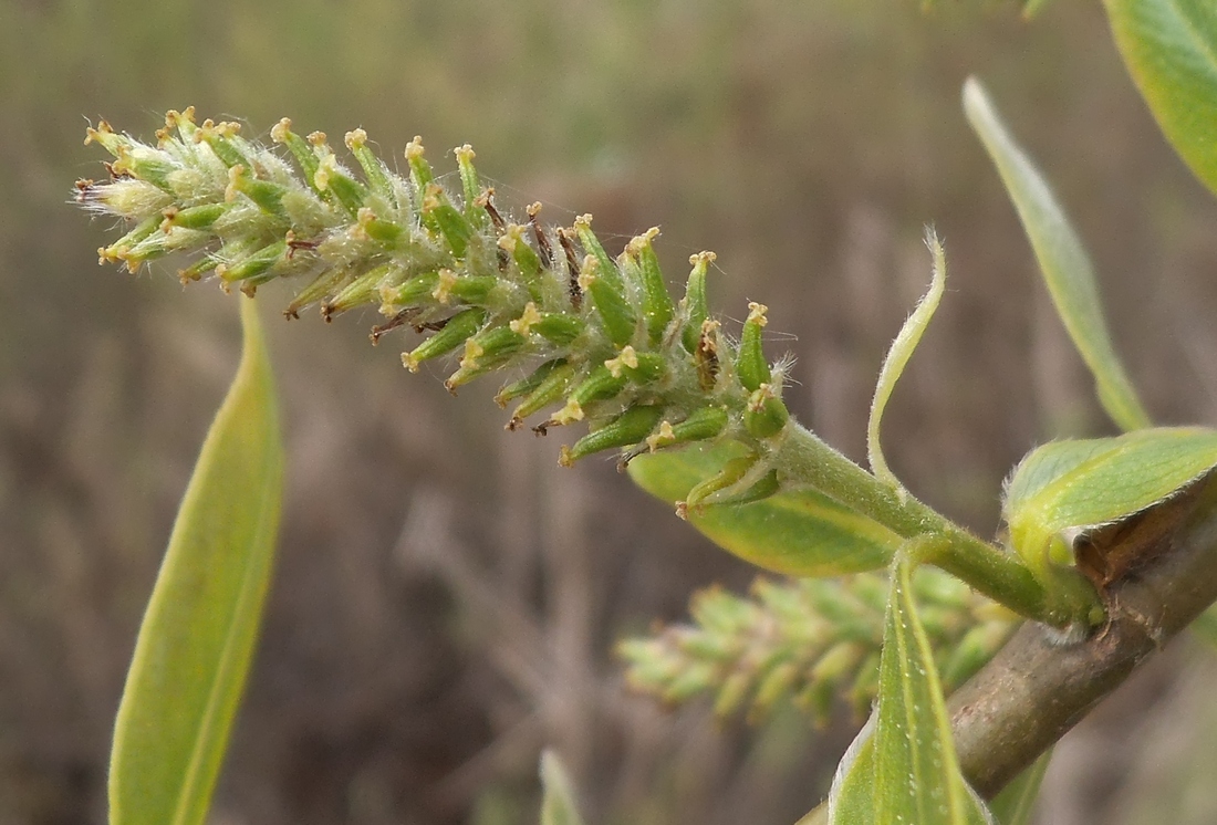 Изображение особи Salix &times; lispoclados.