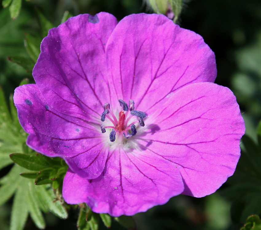 Изображение особи Geranium sanguineum.