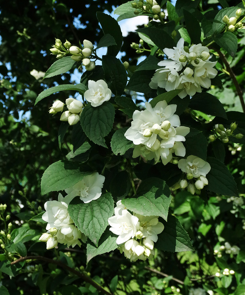 Image of Philadelphus &times; virginalis specimen.