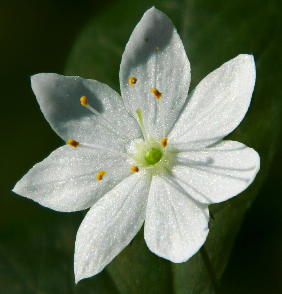 Image of Trientalis europaea specimen.