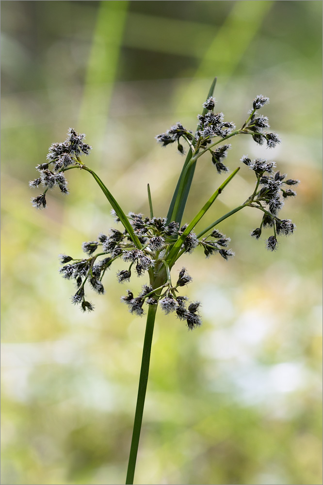 Image of Scirpus sylvaticus specimen.