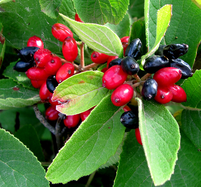 Image of Viburnum lantana specimen.