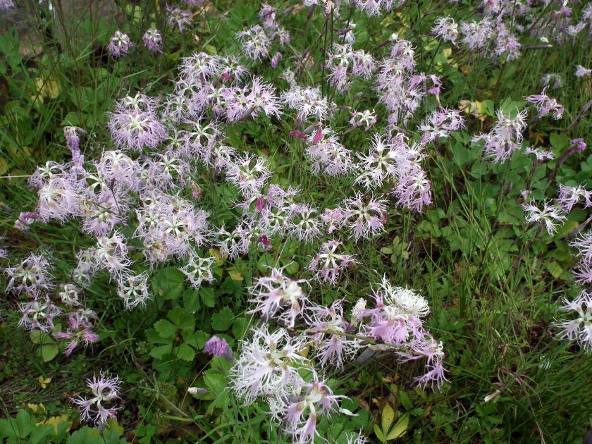 Image of Dianthus superbus specimen.