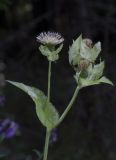 Cirsium oleraceum