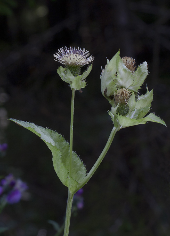 Image of Cirsium oleraceum specimen.