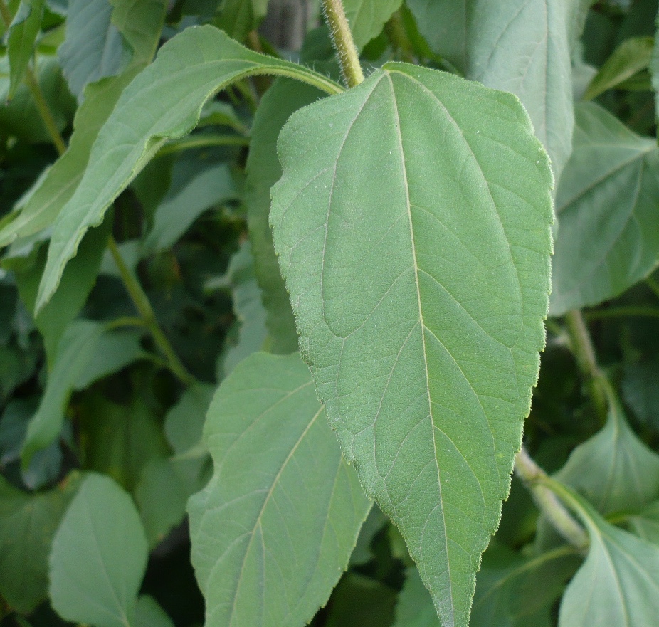 Image of Helianthus tuberosus specimen.