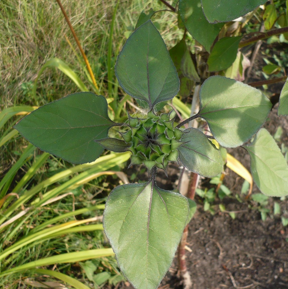 Image of Helianthus annuus specimen.