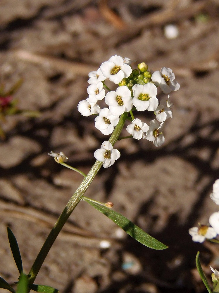 Image of Lobularia maritima specimen.