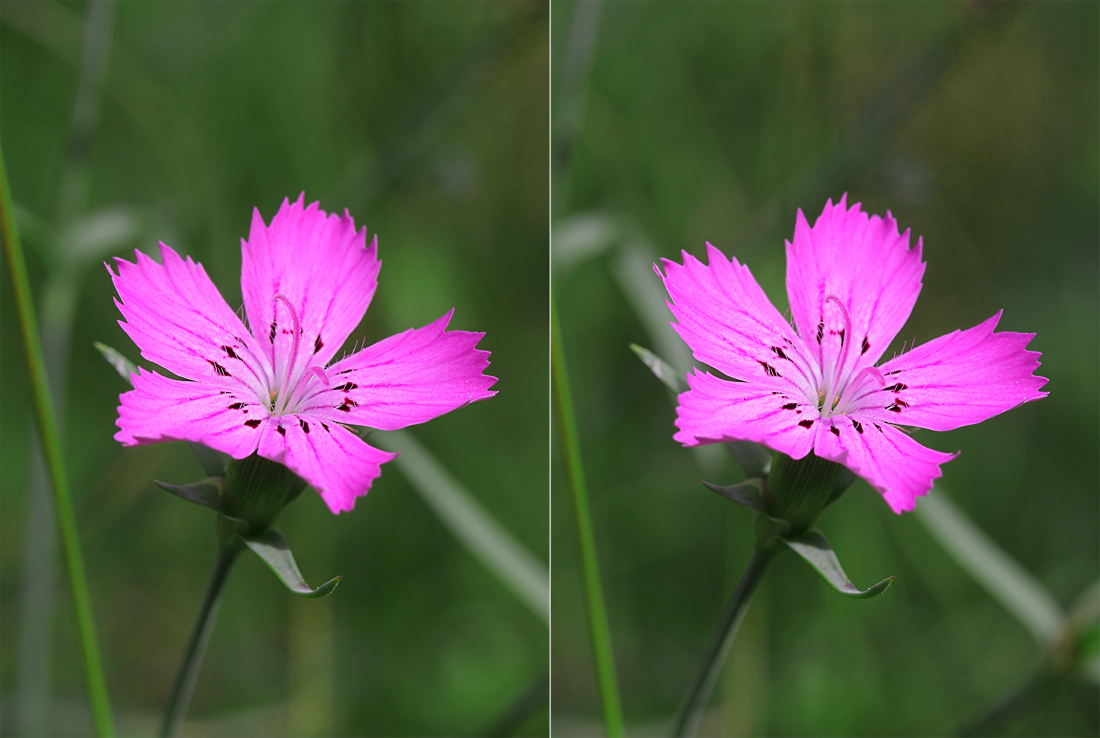 Image of Dianthus versicolor specimen.