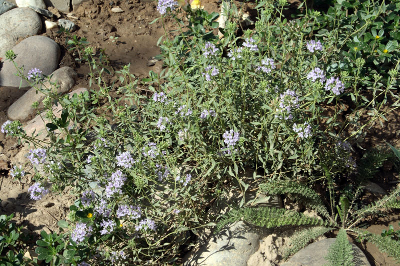 Image of Ziziphora pedicellata specimen.