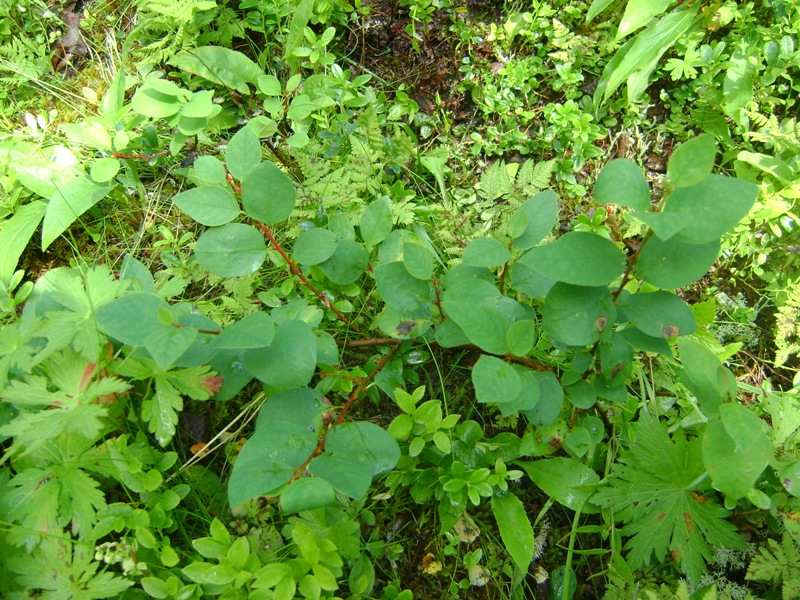 Image of Cotoneaster cinnabarinus specimen.