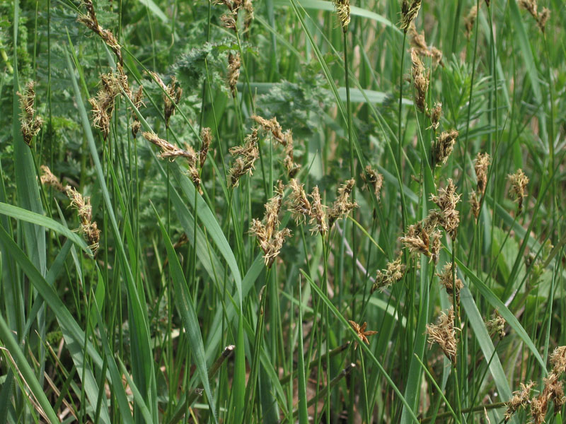 Image of Carex praecox specimen.