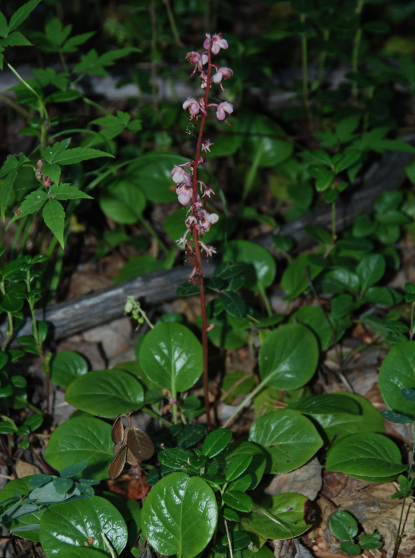 Image of Pyrola incarnata specimen.