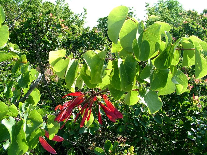 Image of Cercis siliquastrum specimen.