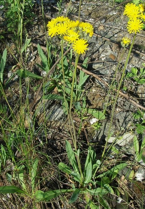 Image of Pilosella sulphurea specimen.