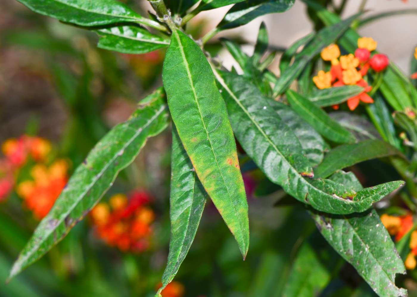 Image of Asclepias curassavica specimen.