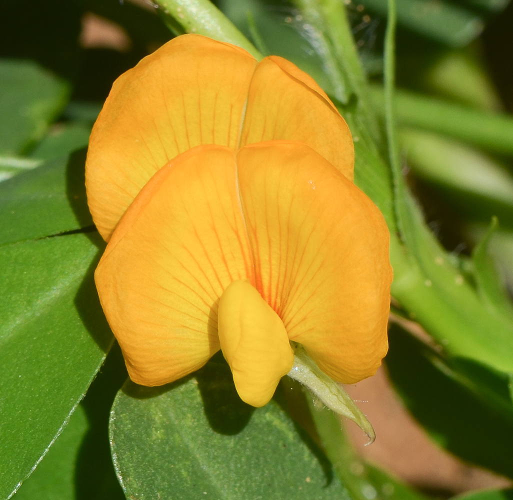 Изображение особи Arachis hypogaea.