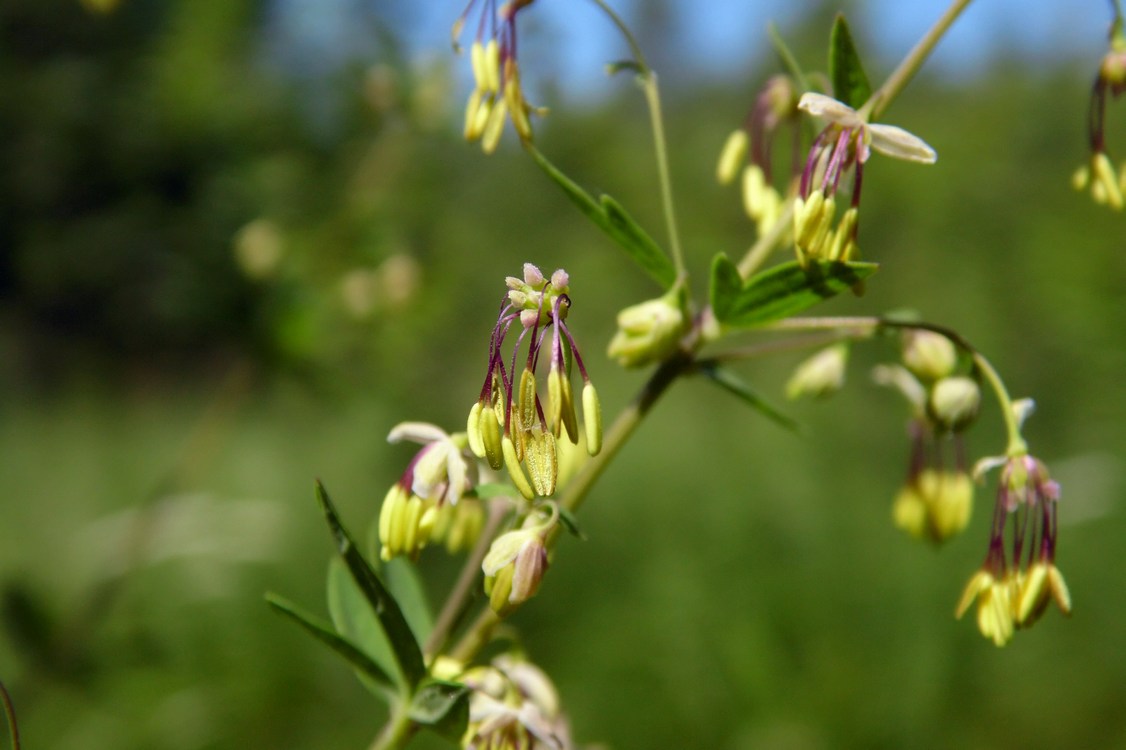 Image of Thalictrum simplex specimen.