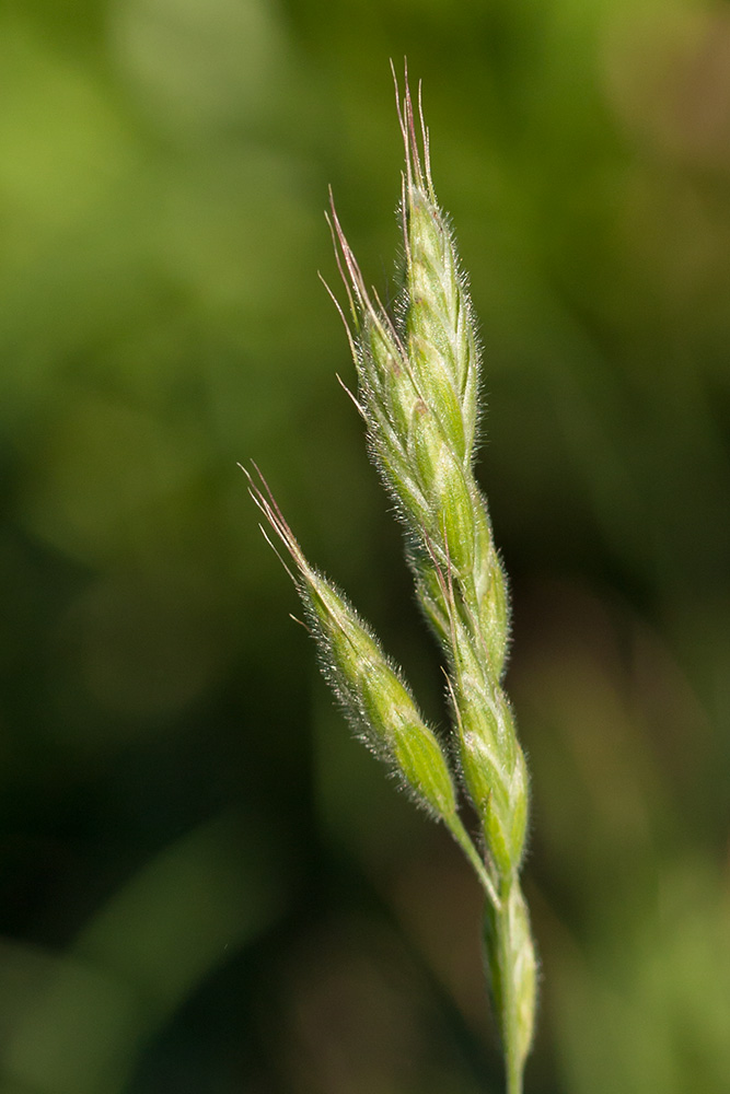 Image of Bromus hordeaceus specimen.