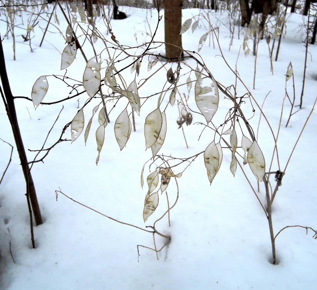 Image of Lunaria rediviva specimen.