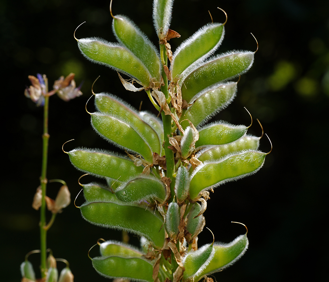 Image of Lupinus &times; regalis specimen.