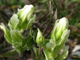 Castilleja pallida