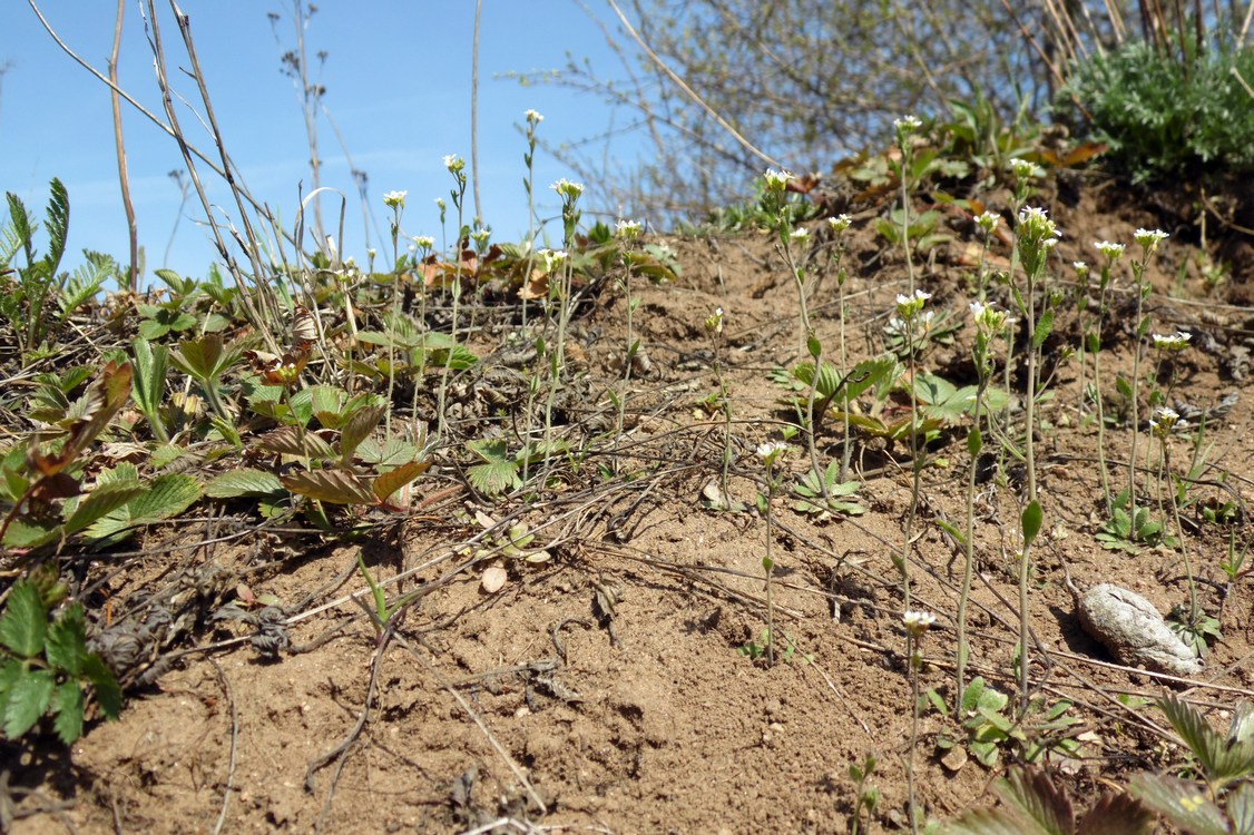 Image of Arabidopsis thaliana specimen.