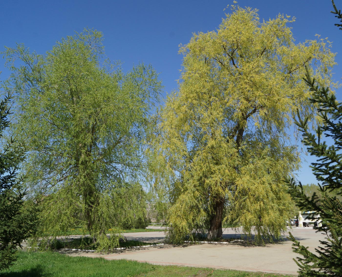 Image of Salix excelsa specimen.