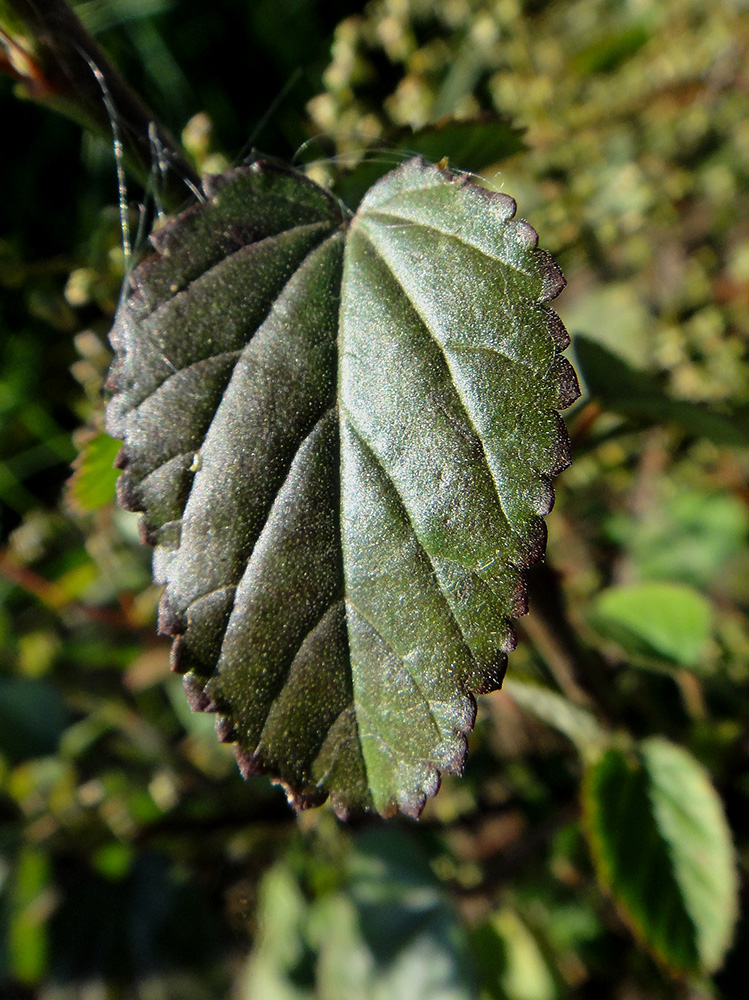 Image of Sida spinosa specimen.