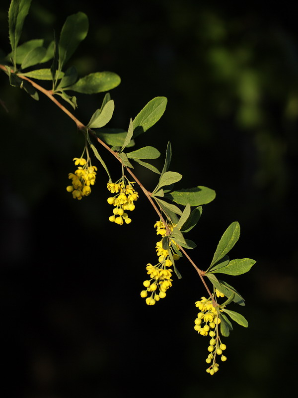 Изображение особи Berberis vulgaris.